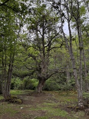 Nothofagus pumilio