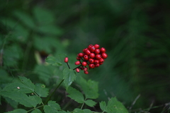 Actaea erythrocarpa