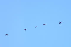 Branta hutchinsii