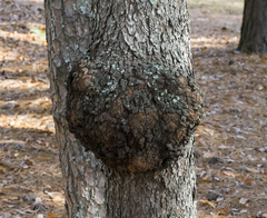 Agrobacterium radiobacter