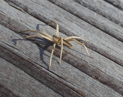 Pisaurina dubia