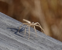 Pisaurina dubia