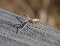 Pisaurina dubia