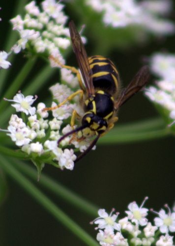 Aerial yellowjacket