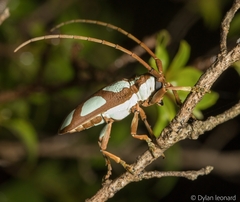 Prosopocera lactator