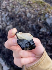 Acanthodoris nanaimoensis
