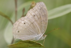 Junonia atlites atlites