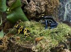Dendrobates