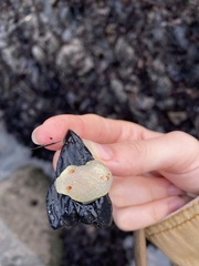Acanthodoris nanaimoensis