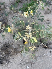 Senna covesii