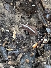 Chaetophiloscia sicula