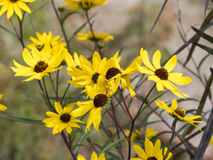 Rudbeckia triloba