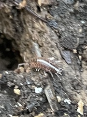 Chaetophiloscia sicula