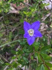 Wahlenbergia luteola