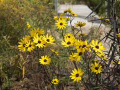 Rudbeckia triloba