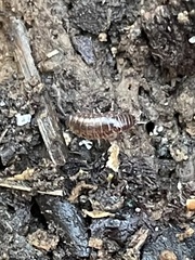 Chaetophiloscia sicula