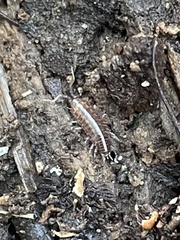 Chaetophiloscia sicula