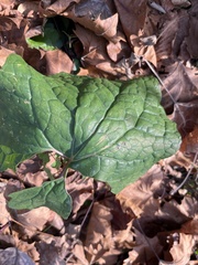 Arnoglossum atriplicifolium