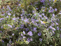 Symphyotrichum oblongifolium