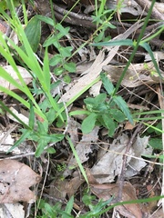 Wahlenbergia luteola