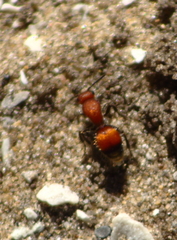 Dasymutilla nigripes