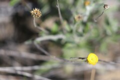 Coronidium gnaphalioides