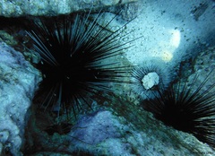 Tripneustes ventricosus