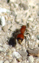 Dasymutilla nigripes