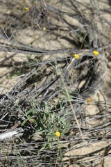 Coronidium gnaphalioides