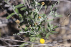 Coronidium gnaphalioides