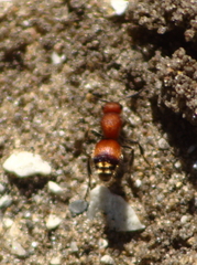 Dasymutilla nigripes