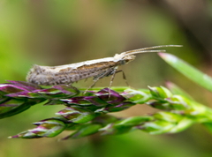 Plutella xylostella