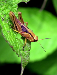 Melanoplus differentialis