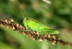 Melanoplus differentialis