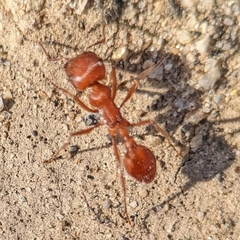 Pogonomyrmex