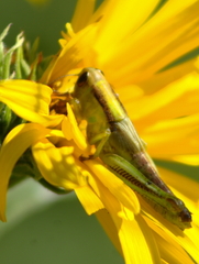 Melanoplus differentialis