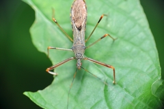 Endochus cingalensis