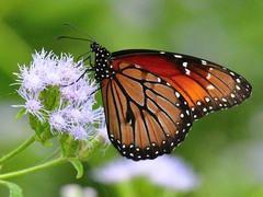 Danaus eresimus