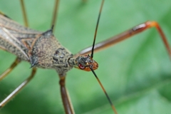 Endochus cingalensis