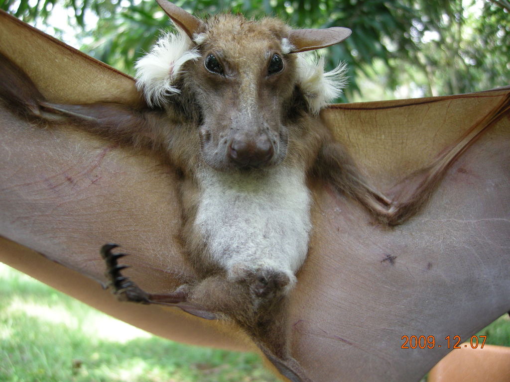 Büttikofer's Epauletted Bat from Lamto on December 05, 2009 by Nicolas ...