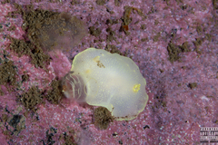 Cadlina laevis