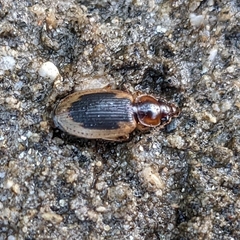 Tanystoma maculicolle