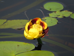 Nuphar variegata
