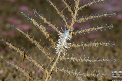 Rubramoena rubescens