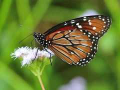 Danaus eresimus