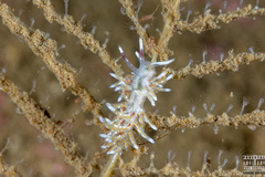 Rubramoena rubescens