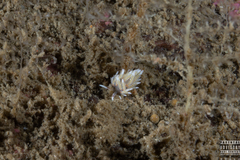 Rubramoena rubescens