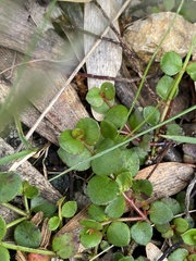 Gonocarpus micranthus