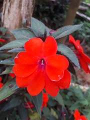 Impatiens hawkeri