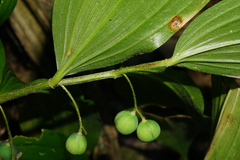 Polygonatum latifolium